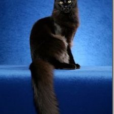 Схема вышивки «Кошка»