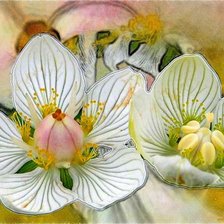 Схема вышивки «цветы»