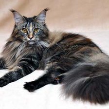 Схема вышивки «Майн-кун»