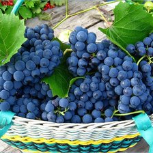 Схема вышивки «Грозди винограда»