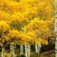 Схема вышивки «РОЩА 2»