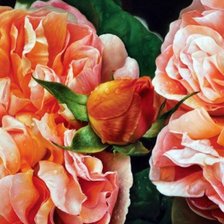 Схема вышивки «пионы»