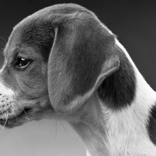 Схема вышивки «щенок»