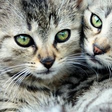 Схема вышивки «вместе»