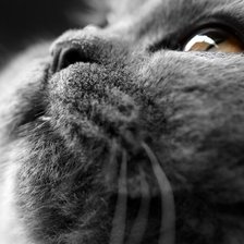 Схема вышивки «котенок»