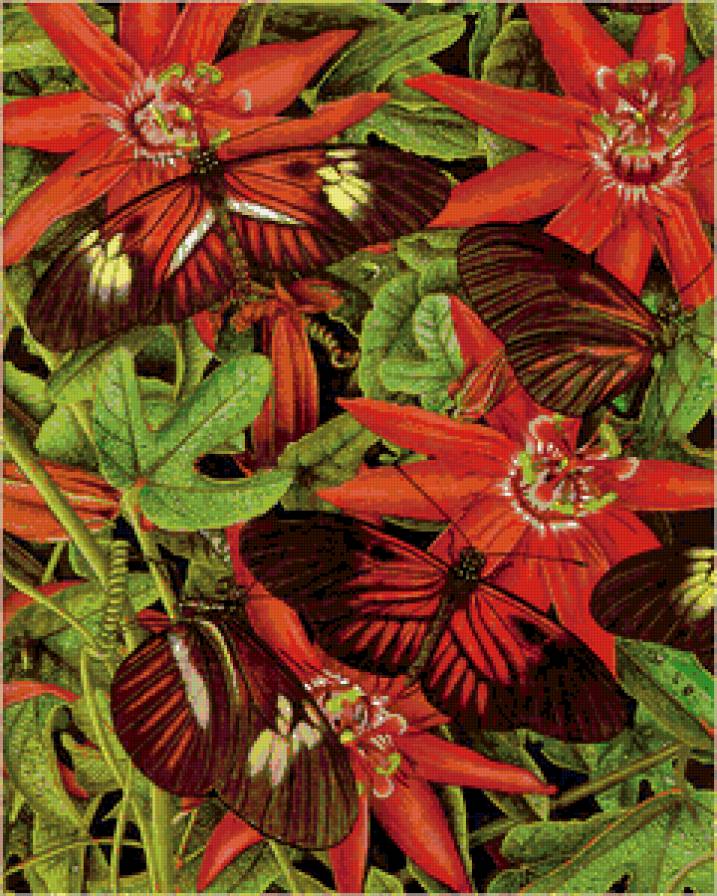 бабочки - цветы, насекомые, природа, мотылек, бабочка - предпросмотр