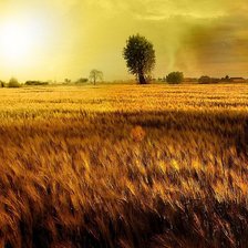 Схема вышивки «золотое поле»