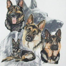 Схема вышивки «Серия "Породы собак. Немецкая овчарка"»