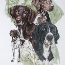 Схема вышивки «Серия "Породы собак. Курцхаар"»