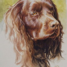 Схема вышивки «Серия "Породы собак. Сеттер"»