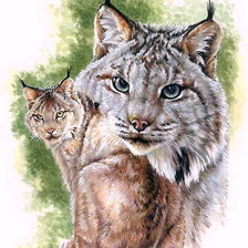 Схема вышивки «Серия "Большие кошки"»