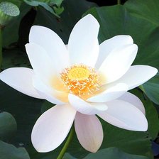 Схема вышивки «Лотос»