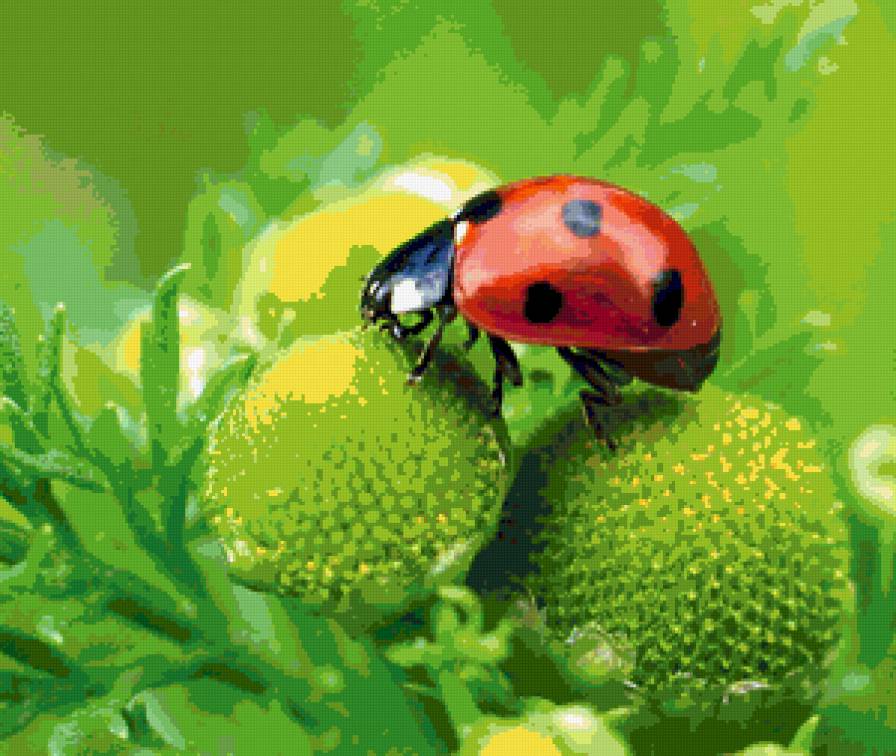 Божья коровка - насекомые, божья коровка - предпросмотр