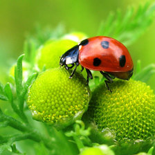 Схема вышивки «Божья коровка»