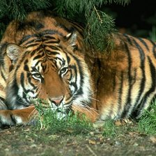 Схема вышивки «№134672»