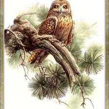 Схема вышивки «сова»