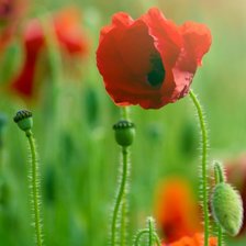 Схема вышивки «poppy»