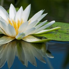 Схема вышивки «watter lilly»