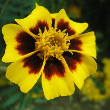 Схема вышивки «Бархатец»