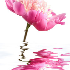 Схема вышивки «Цветок в воде»