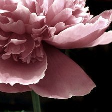 Схема вышивки «Цветок»