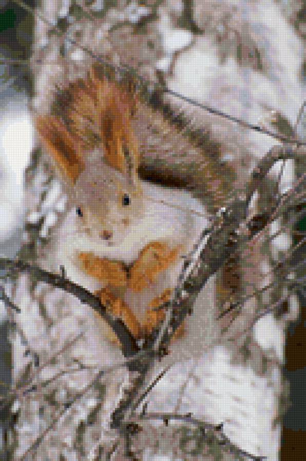 Белка на березе - лес, береза, животные, белка - предпросмотр
