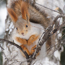 Схема вышивки «Белка на березе»