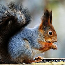 Схема вышивки «Белка и семечки»