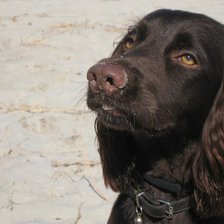 Схема вышивки «филя»