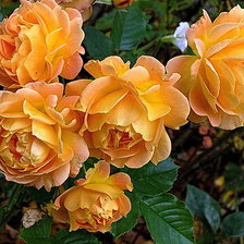 Схема вышивки «цветы»