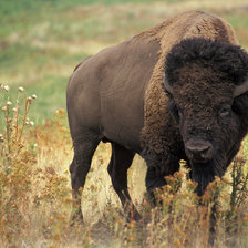 Схема вышивки «як»