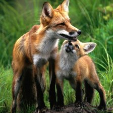 Схема вышивки «№135749»