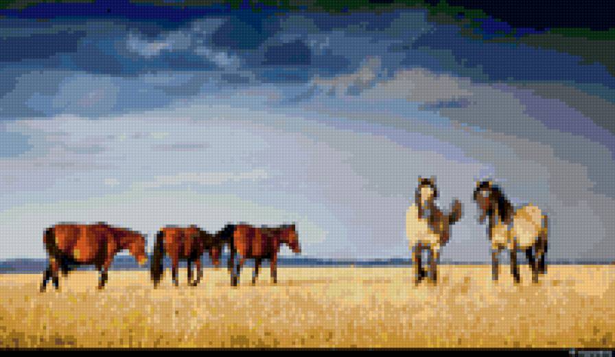 Кони в степи - животные, лошади, степь - предпросмотр