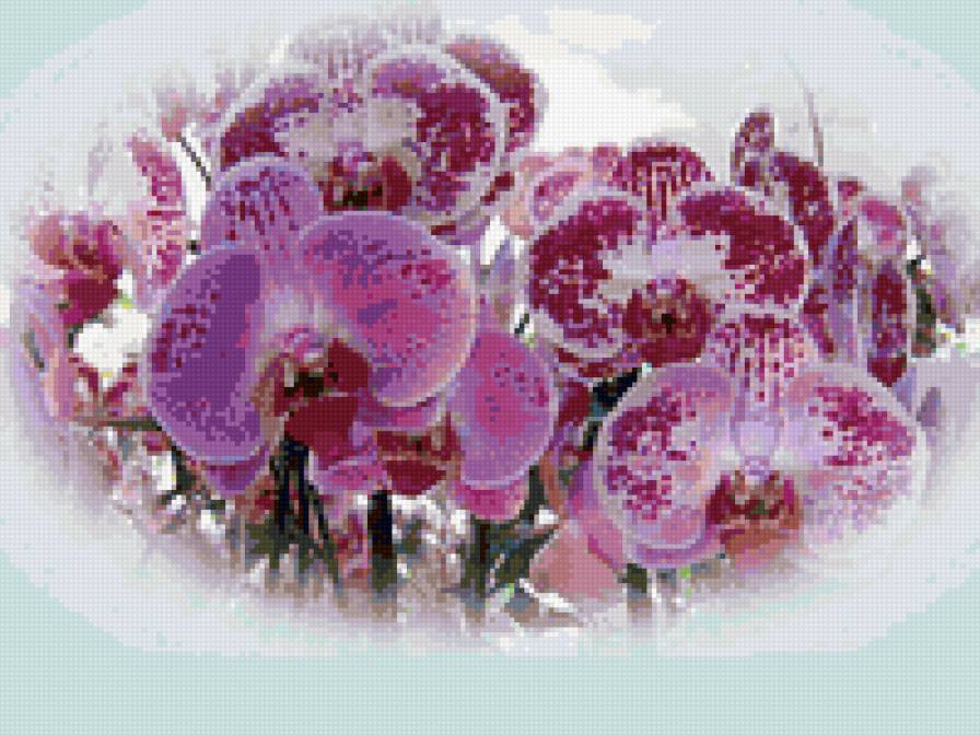 Орхидеи - орхидеи, цветы - предпросмотр