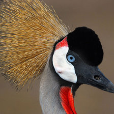 Схема вышивки «Птица»