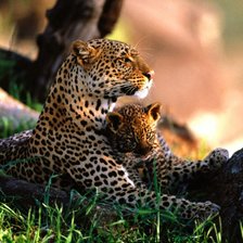 Схема вышивки «№135841»