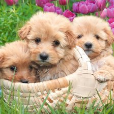 Схема вышивки «Щенята»