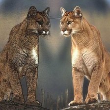 Схема вышивки «№135867»