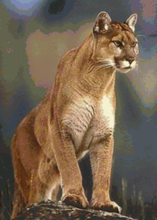 №135878 - пума - предпросмотр