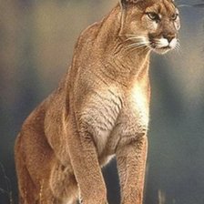 Схема вышивки «№135878»