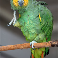 Схема вышивки «Попугай»