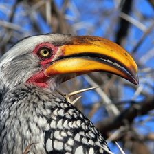 Схема вышивки «Птичка»