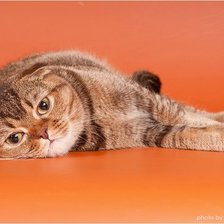 Схема вышивки «Кошка»