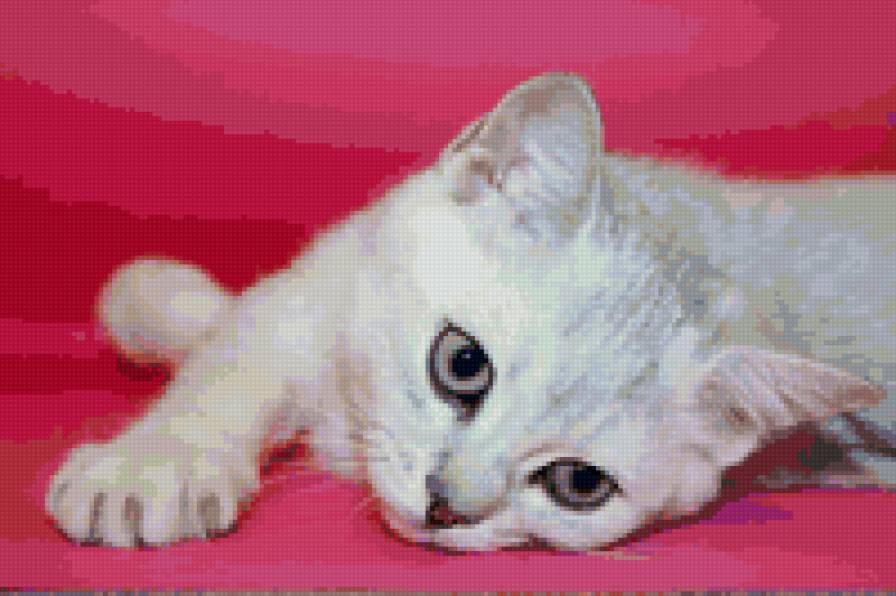 Котя - предпросмотр