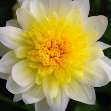 Схема вышивки «Цветочек»