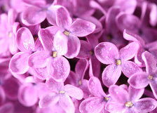 Схема вышивки «Сирень»