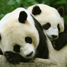 Схема вышивки «Панды»