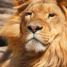 Схема вышивки «Настоящий царь Муфаса»