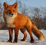 Схема вышивки «Лиса»