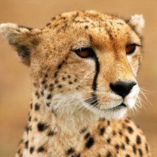 Схема вышивки «Леопард»